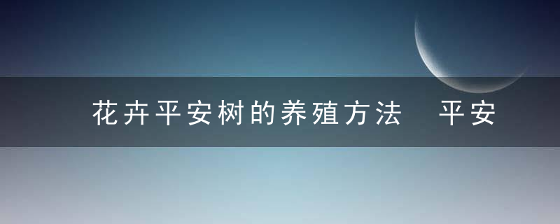 花卉平安树的养殖方法 平安树如何养殖